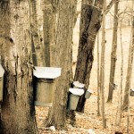 maple sap buckets